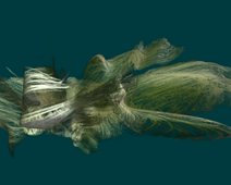 Federfisch Federfisch