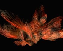 Feuervogel Feuervogel