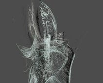 Geburt Geburt des Vogel Haus