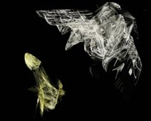 scheinhafter_Phallustanz Scheinhafter Phallustanz